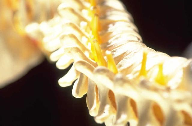 columna vertebral